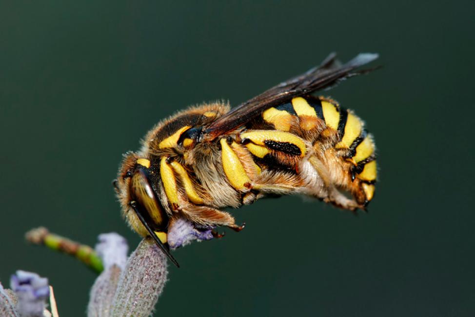 Anthidium florentinum